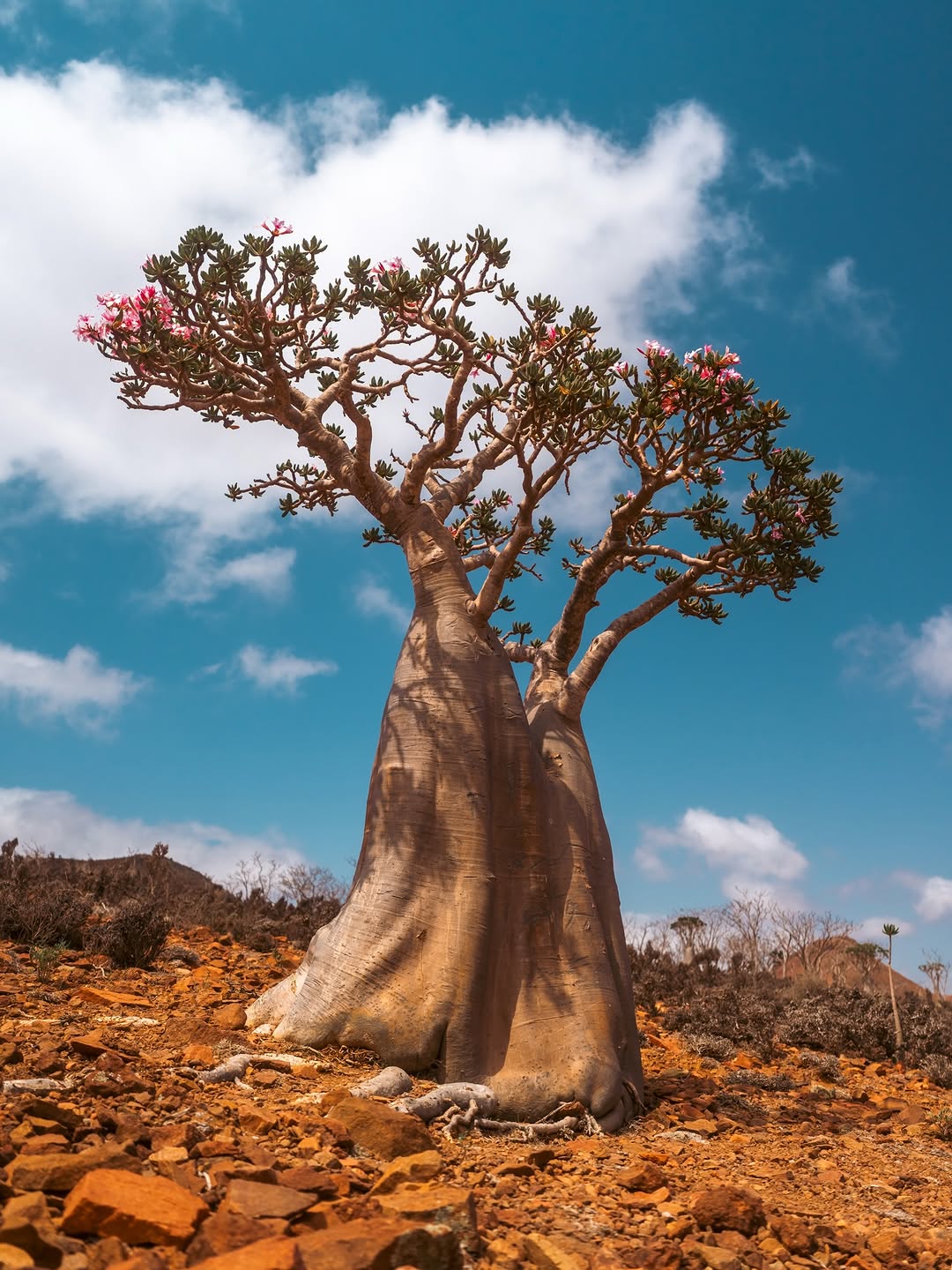 Thumbnail of www-instagram-com-p-drr9y-idzwg 0