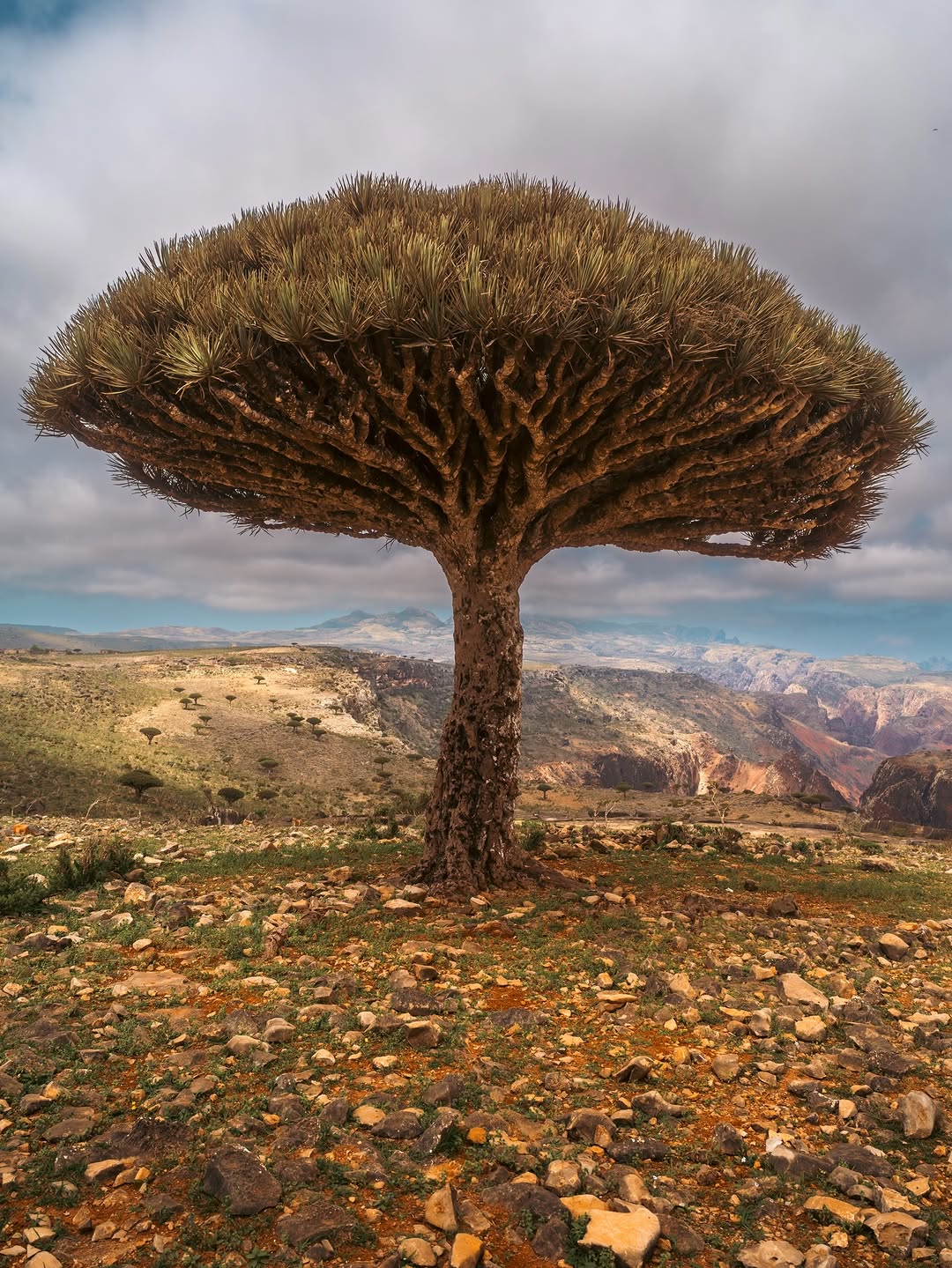 Thumbnail of www-instagram-com-p-drr9y-idzwg 2