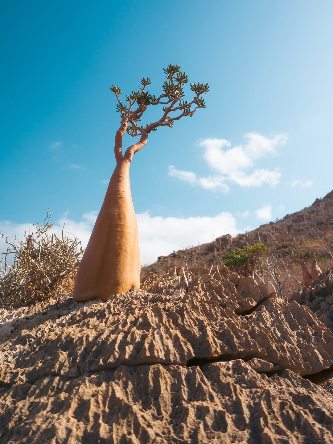 Thumbnail of www-instagram-com-p-drr9y-idzwg 6