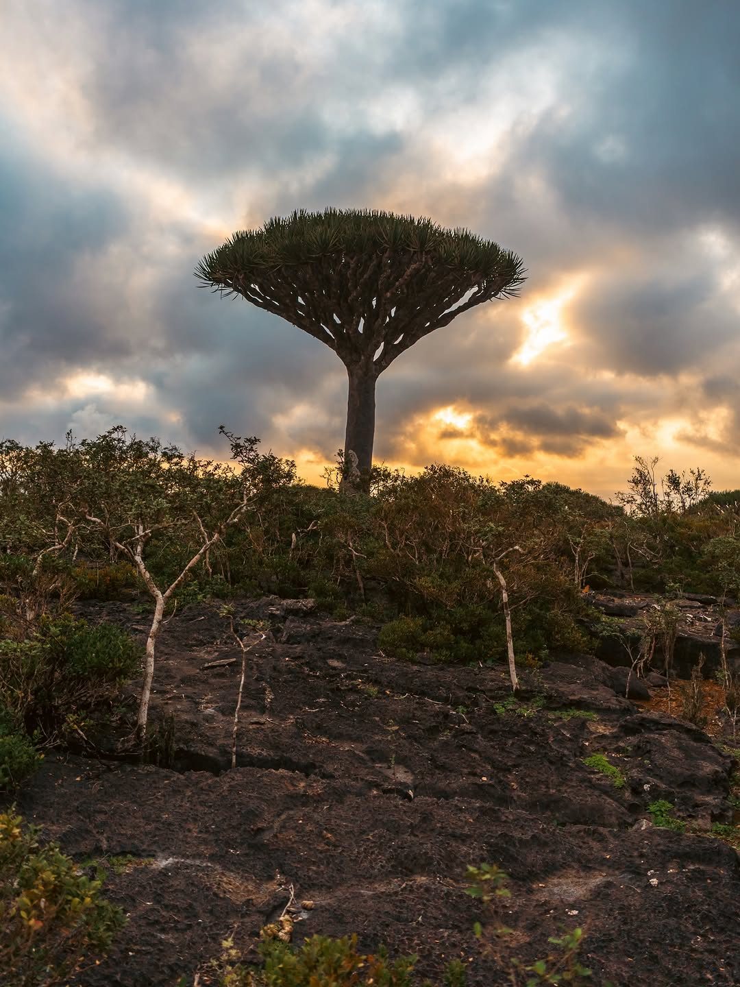 Thumbnail of www-instagram-com-p-drr9y-idzwg 7