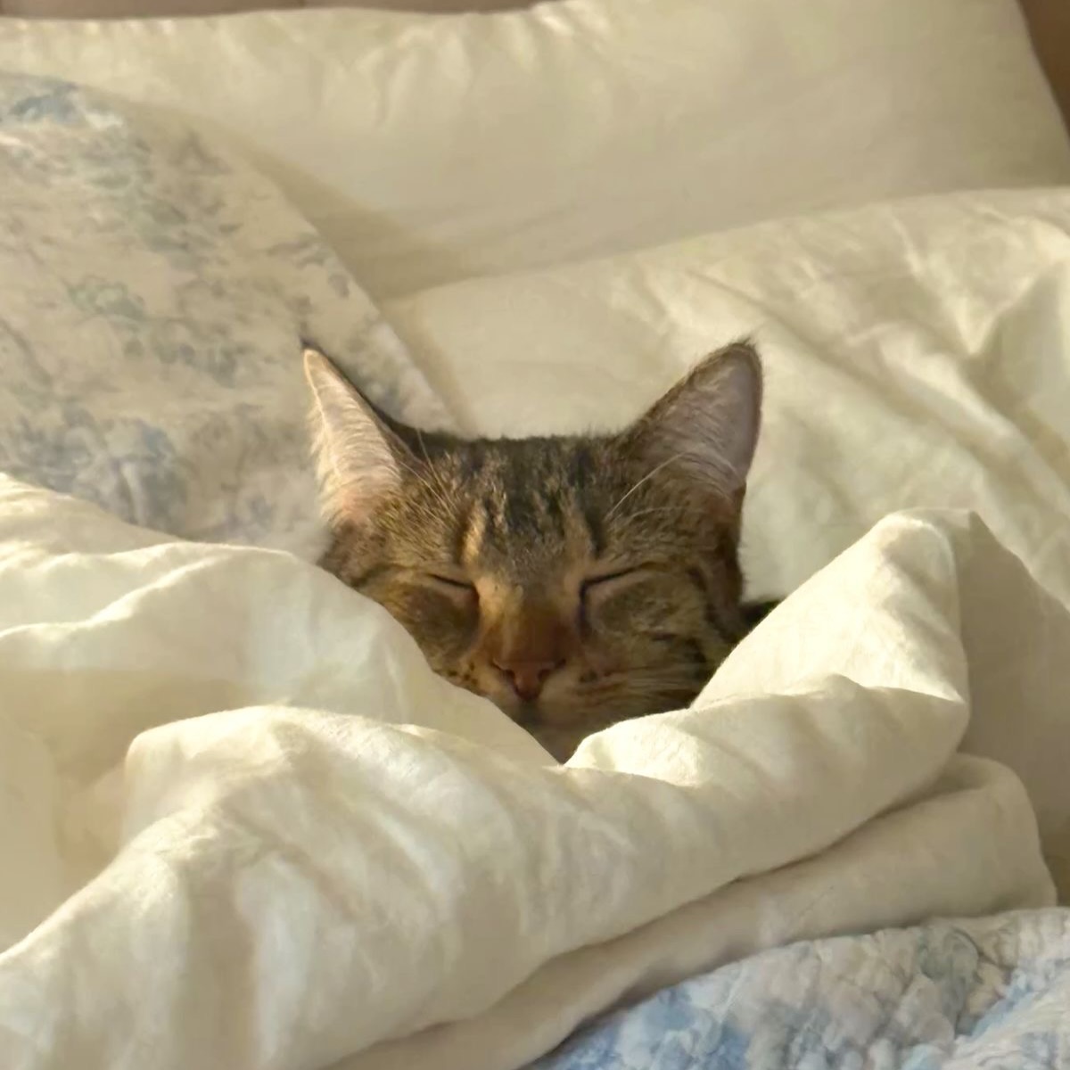 Thumbnail of p-dtxntxpk5c0-c679919583164e7e 9