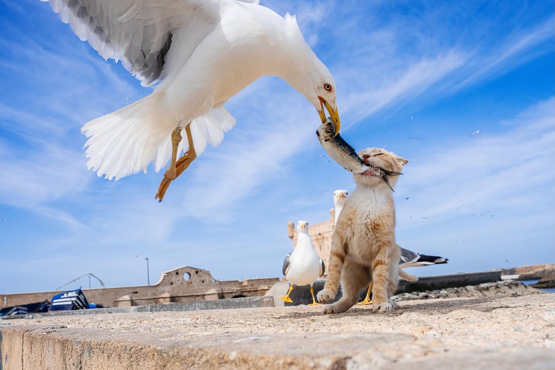 Thumbnail of www-instagram-com-p-dpq75ntesg3 14