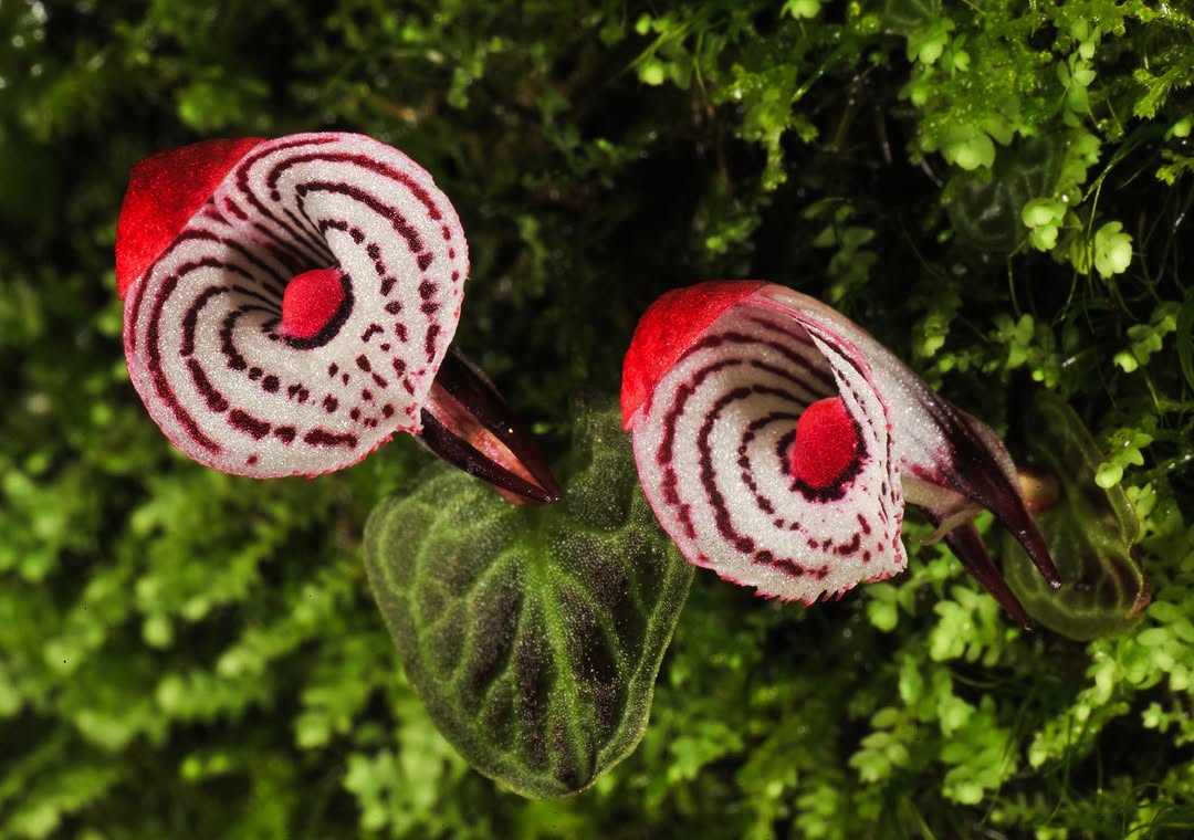 Thumbnail of www-instagram-com-p-ds-hneacc2y 0