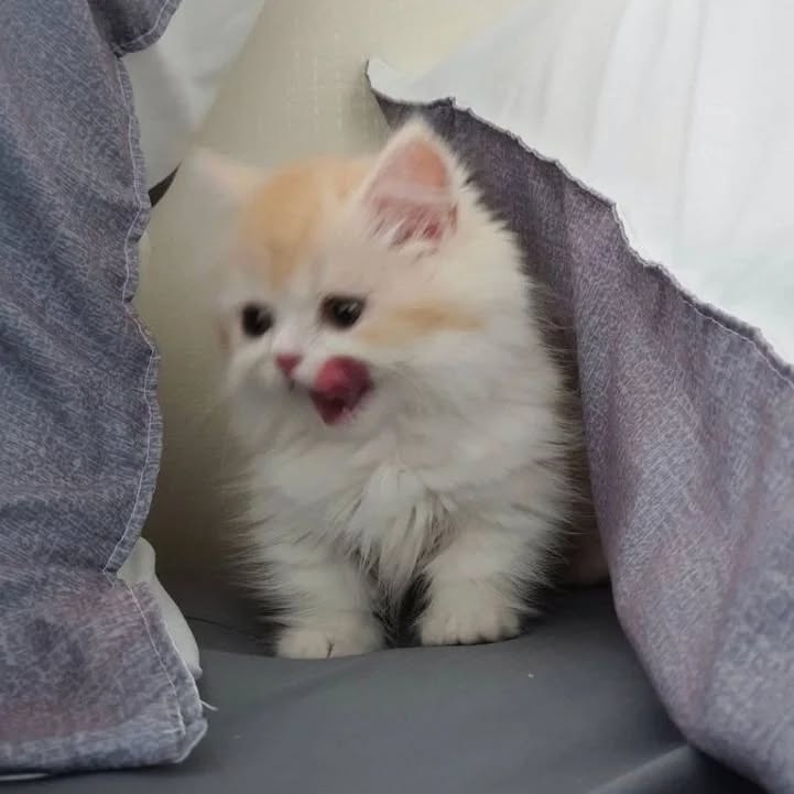 Thumbnail of p-czcrpievvik-d607ffd848334c2a 9