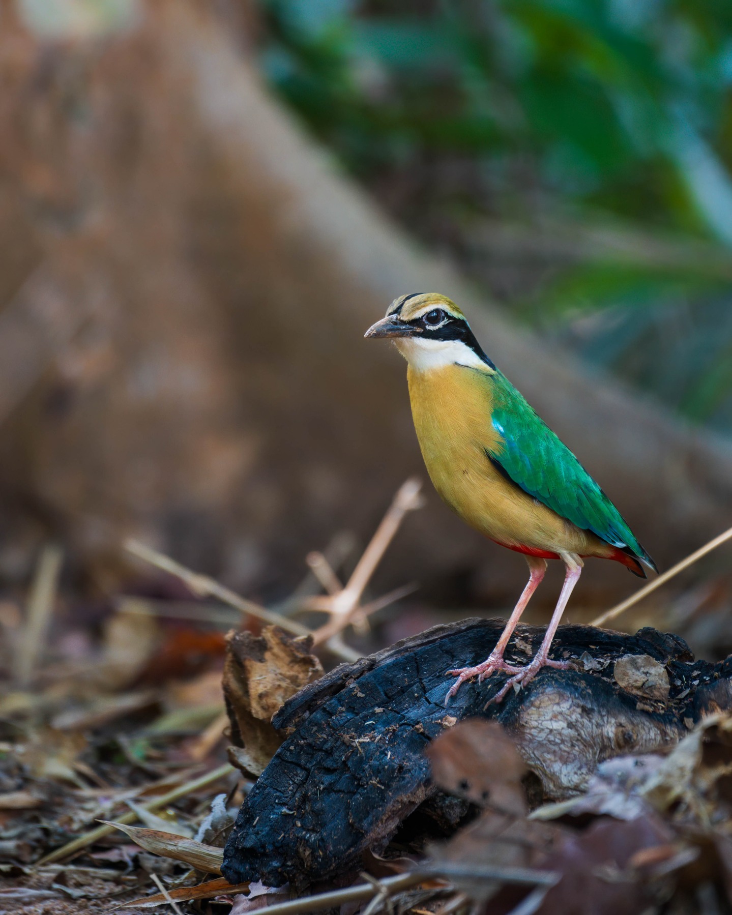 Thumbnail of dic0ushz-ds-dd2387bbdde64dcc 0