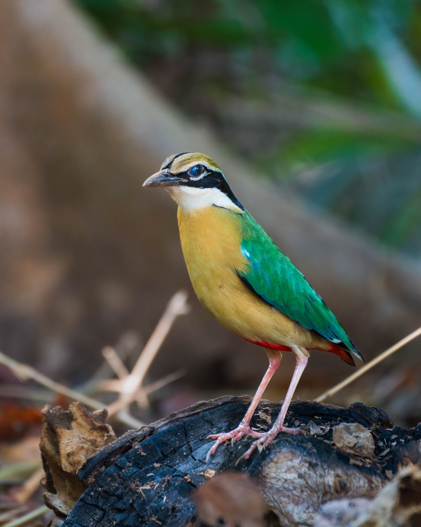 Thumbnail of dic0ushz-ds-dd2387bbdde64dcc 1