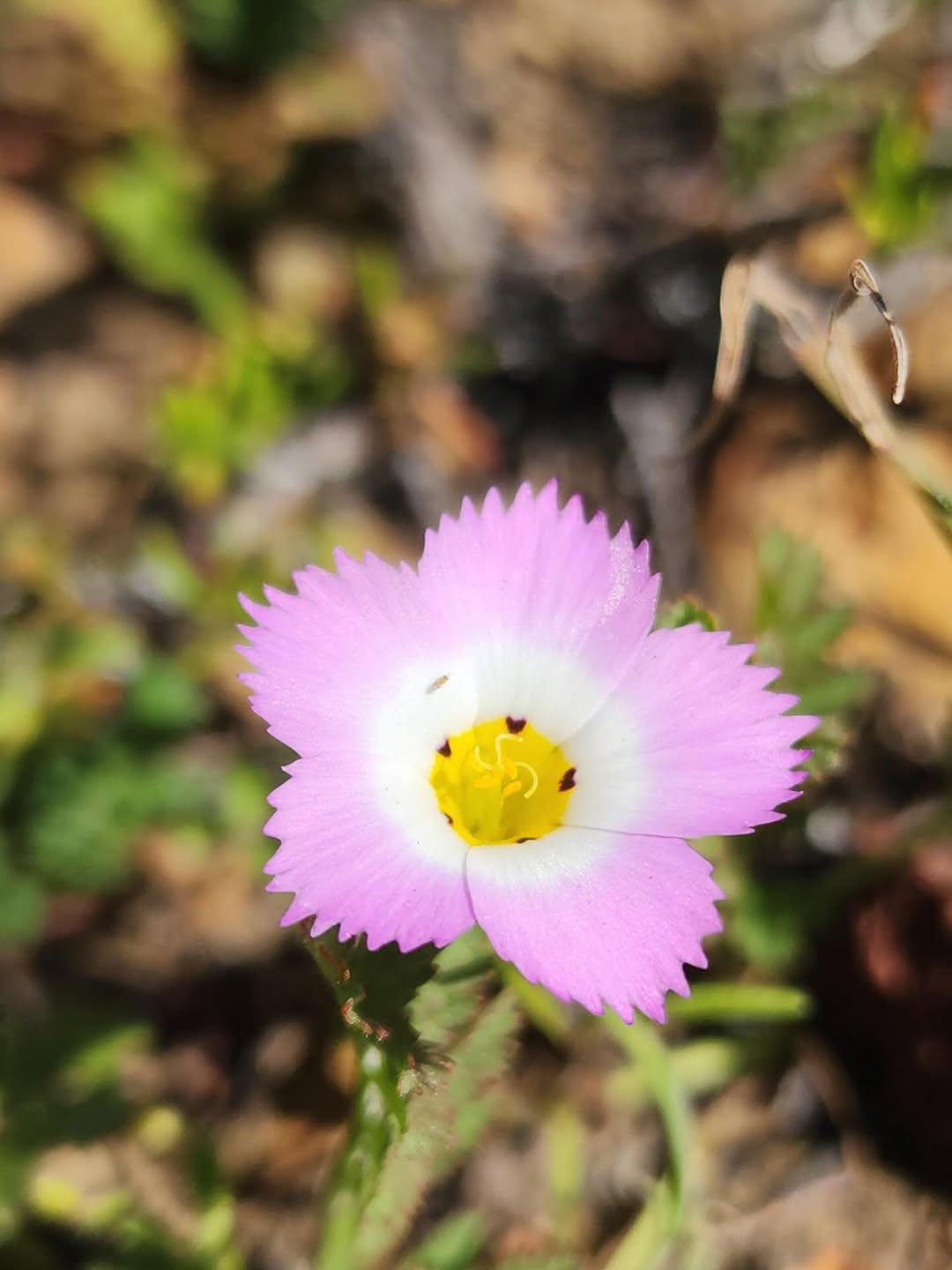 Thumbnail of www-instagram-com-p-dujyn-geg4t 6