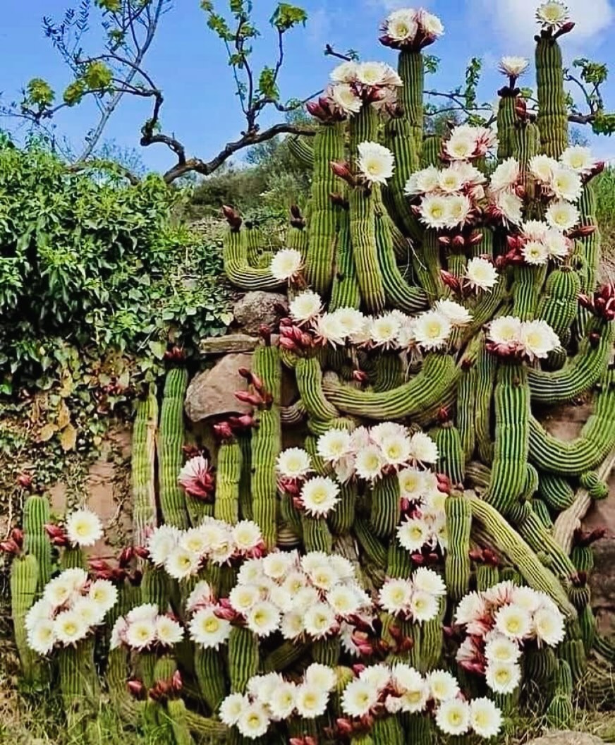 Thumbnail of www-instagram-com-p-dskvtzkdmok 0