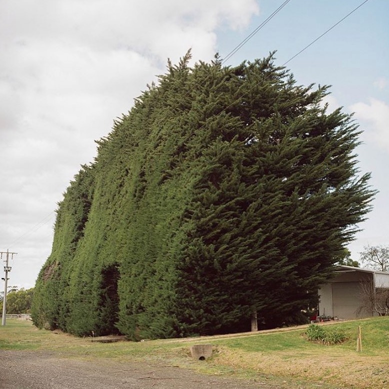 Thumbnail of www-instagram-com-p-dpmbxc9erzk 0