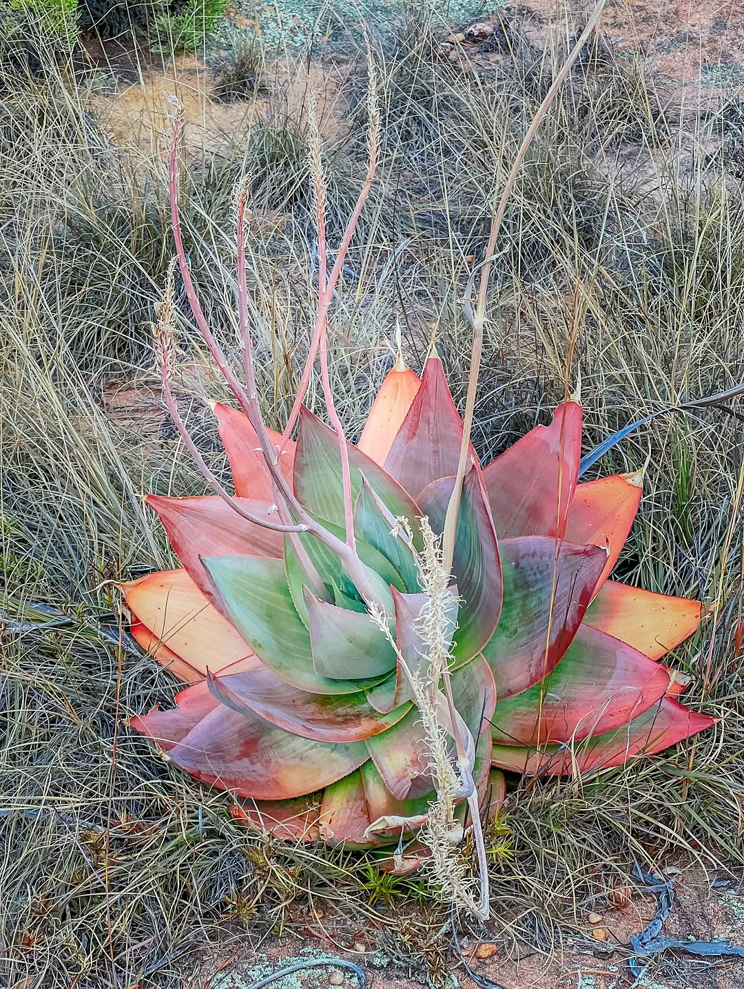 Thumbnail of www-instagram-com-p-drkgl-yioqb 3