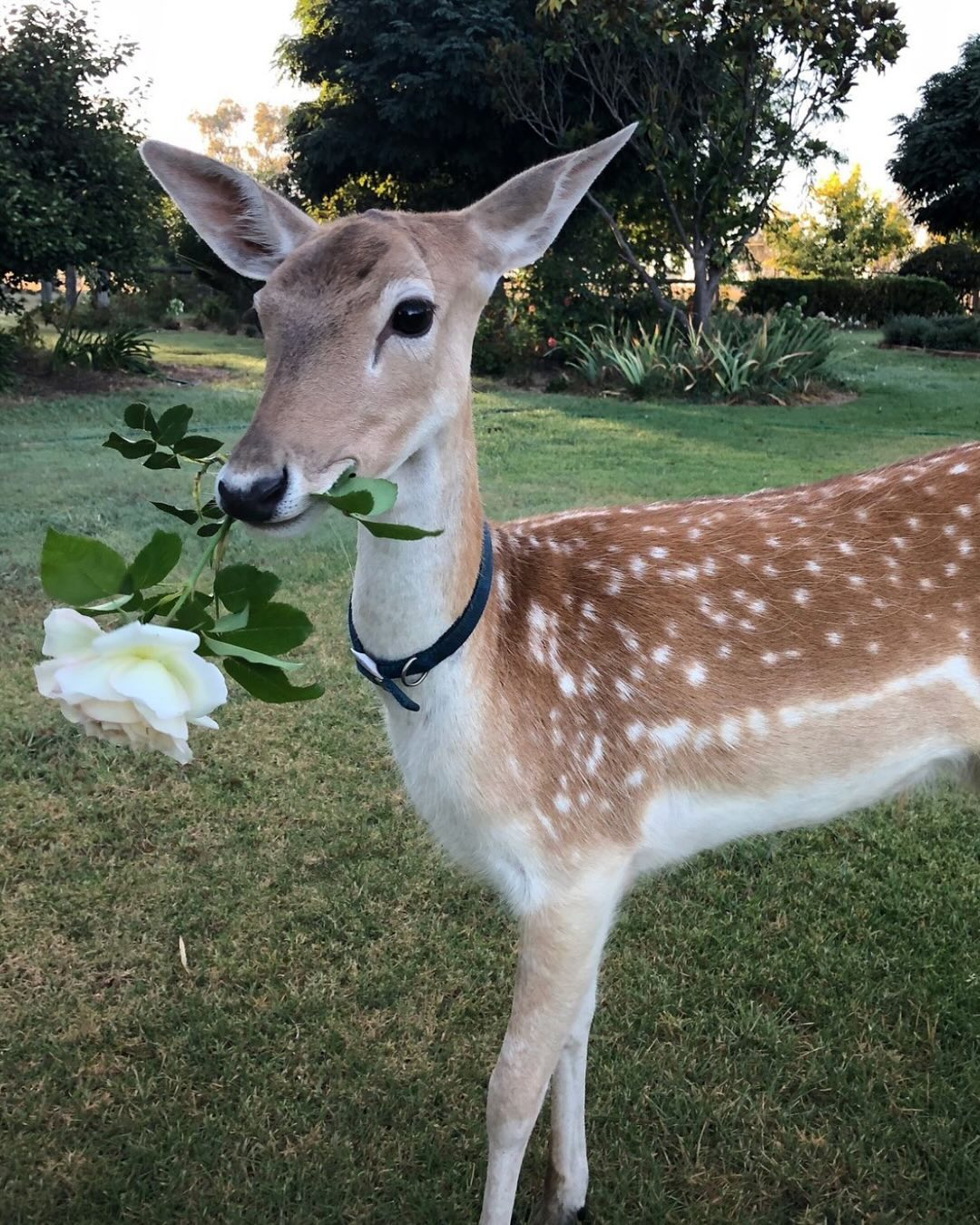 Thumbnail of p-dcvcwdwszo7-edc7b525ede448d6 5