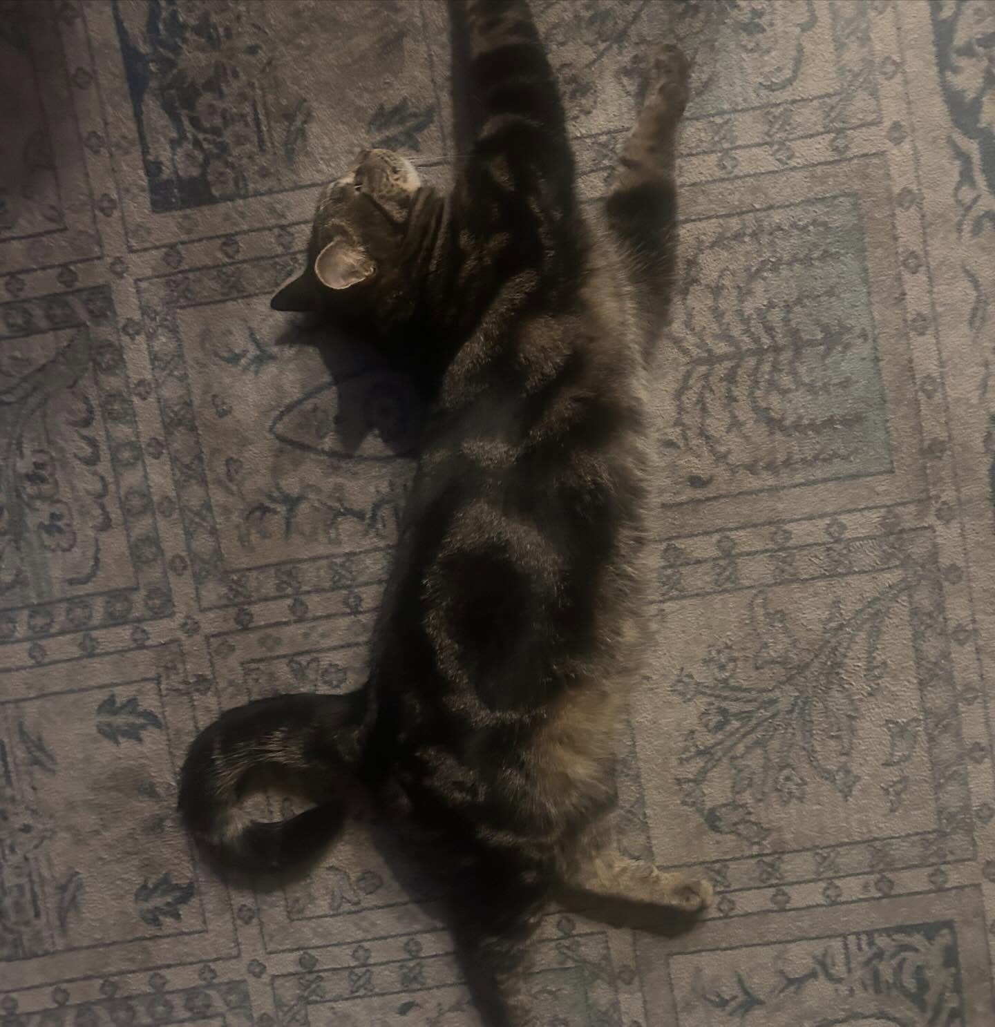 Thumbnail of p-dtyghgelmon-f26eb24be8e64153 1