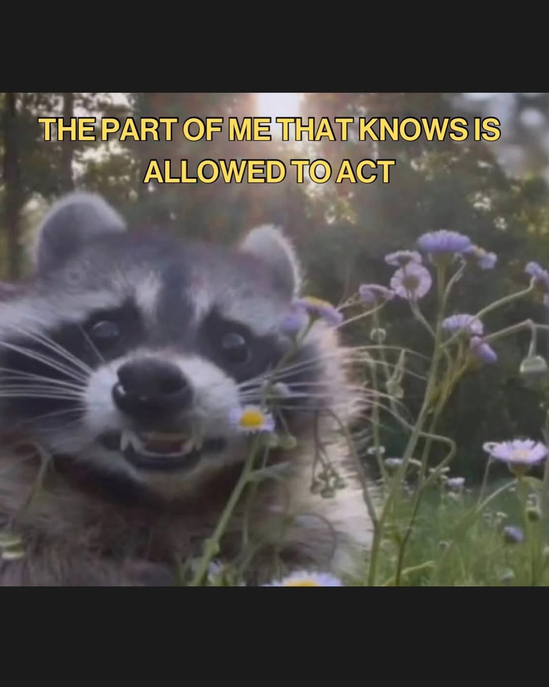 Thumbnail of www-instagram-com-p-dvzkwsyeban 2