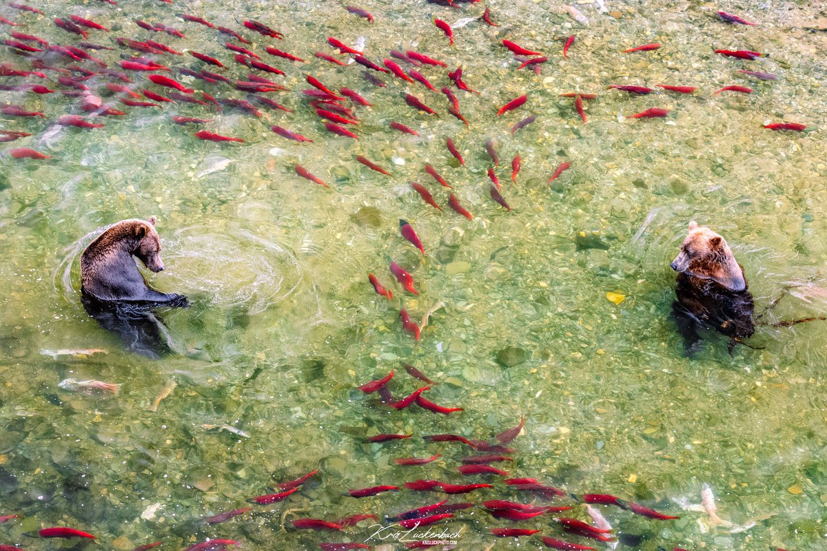 Thumbnail of www-x-com-krisluckphoto-status-2004792287797412114-f81c0a8408c74114