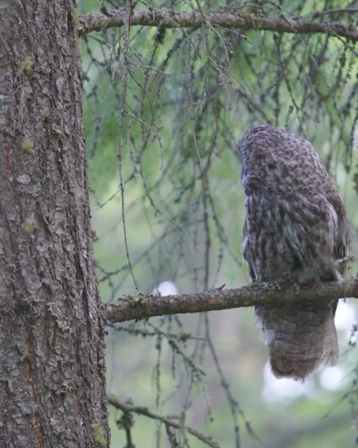 Thumbnail of p-c8gawlsp90q-fb53e1e2f307479b 1