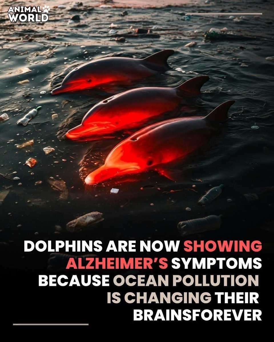 Thumbnail of www-x-com-domdyer70-status-1983462981229826217