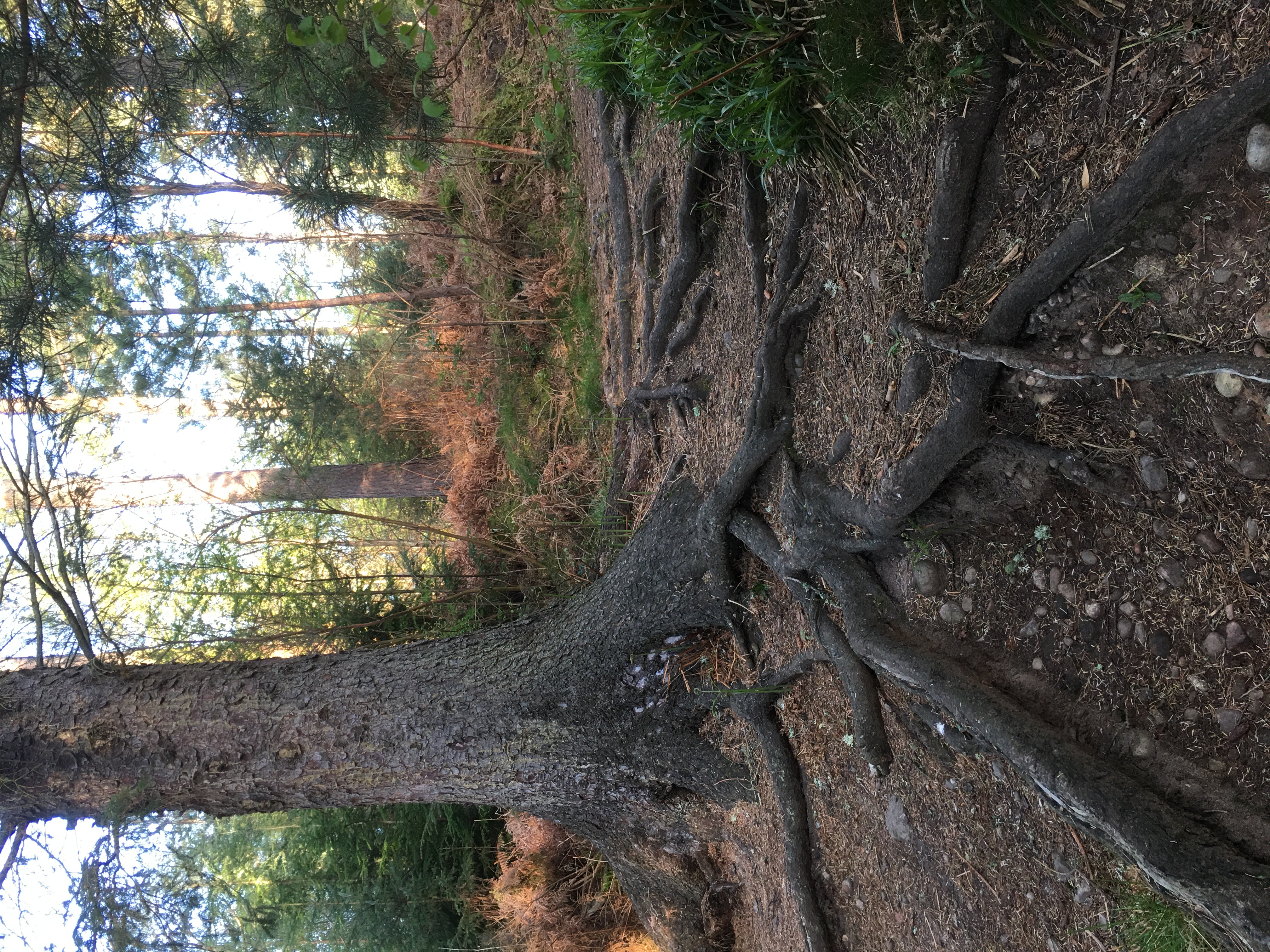 Thumbnail of jane-duncan-rogers-janeduncanrogers 0