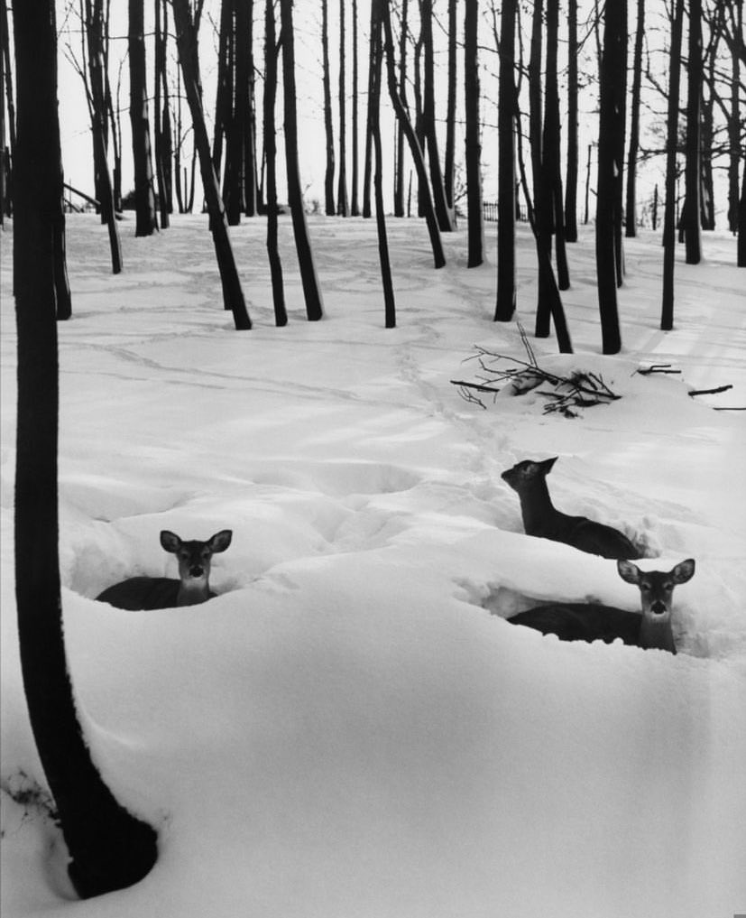 Thumbnail of www-x-com-fruitpilled-status-1736777707042562392