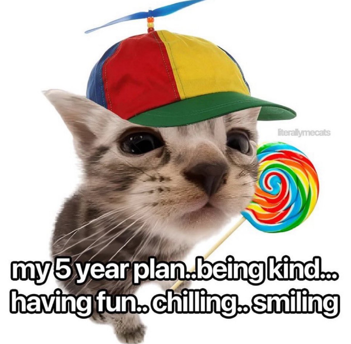 Thumbnail of www-x-com-literallymecats-status-1863738068479643805-5f88d30c86f14b2e