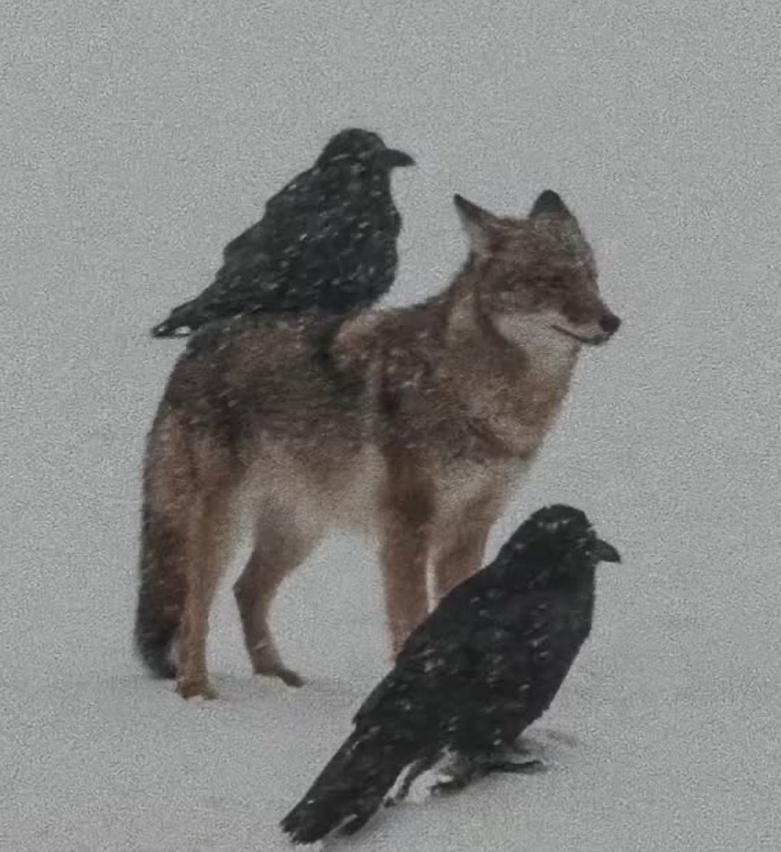 Thumbnail of www-x-com-heavywash-status-1899663844953534800-687252c0fdec4368