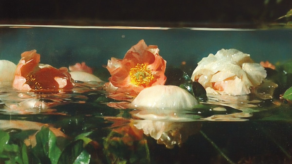 Thumbnail of www-x-com-ciguleva-status-1887561820400930990-77bb680fb9f140b3