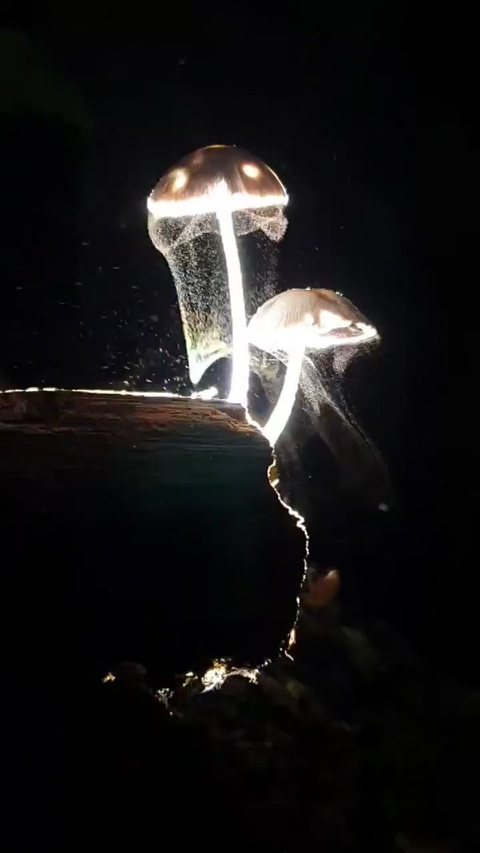 Thumbnail of x-com-rainmaker1973-status-1702593097006288924