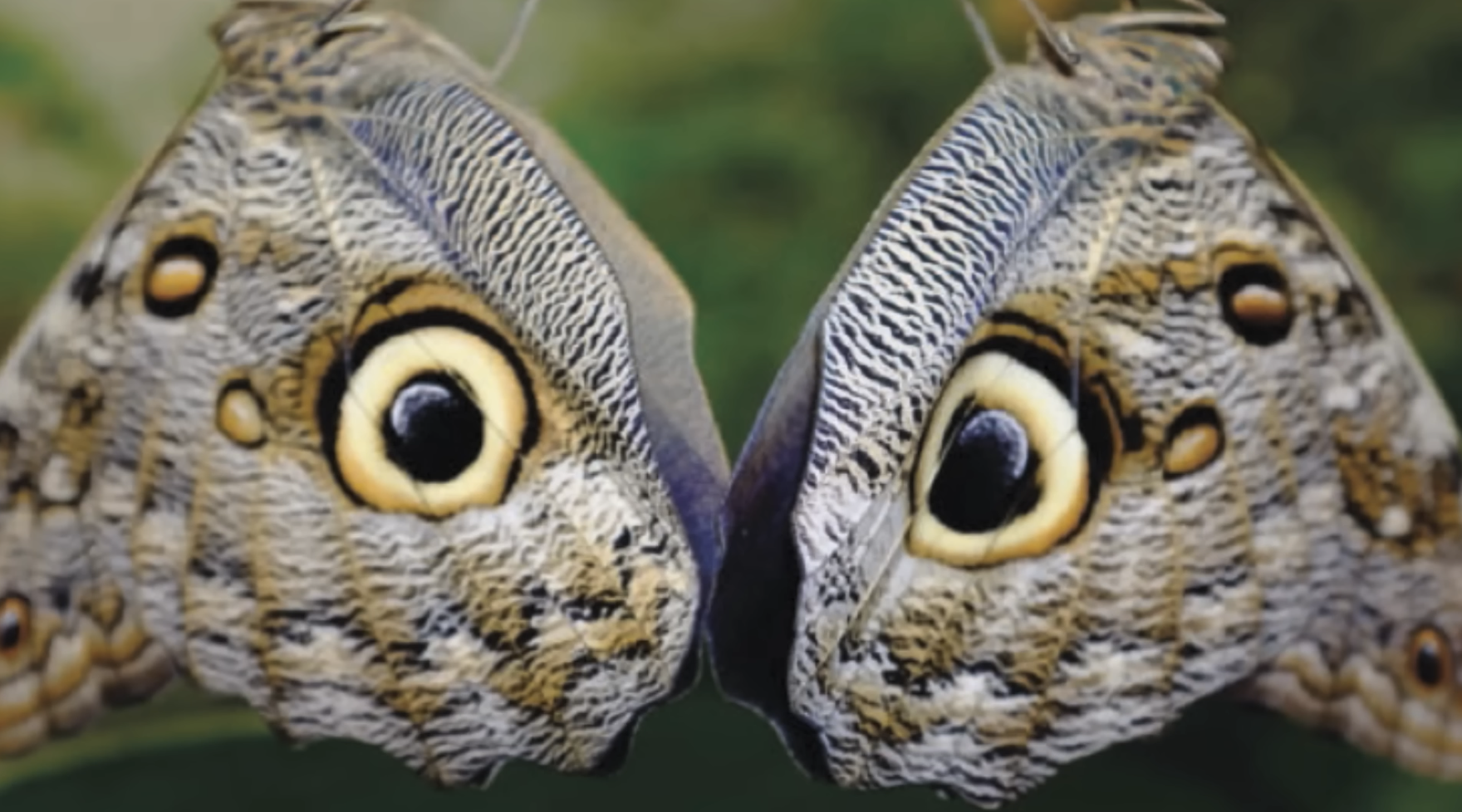 Preview of 90852am-png