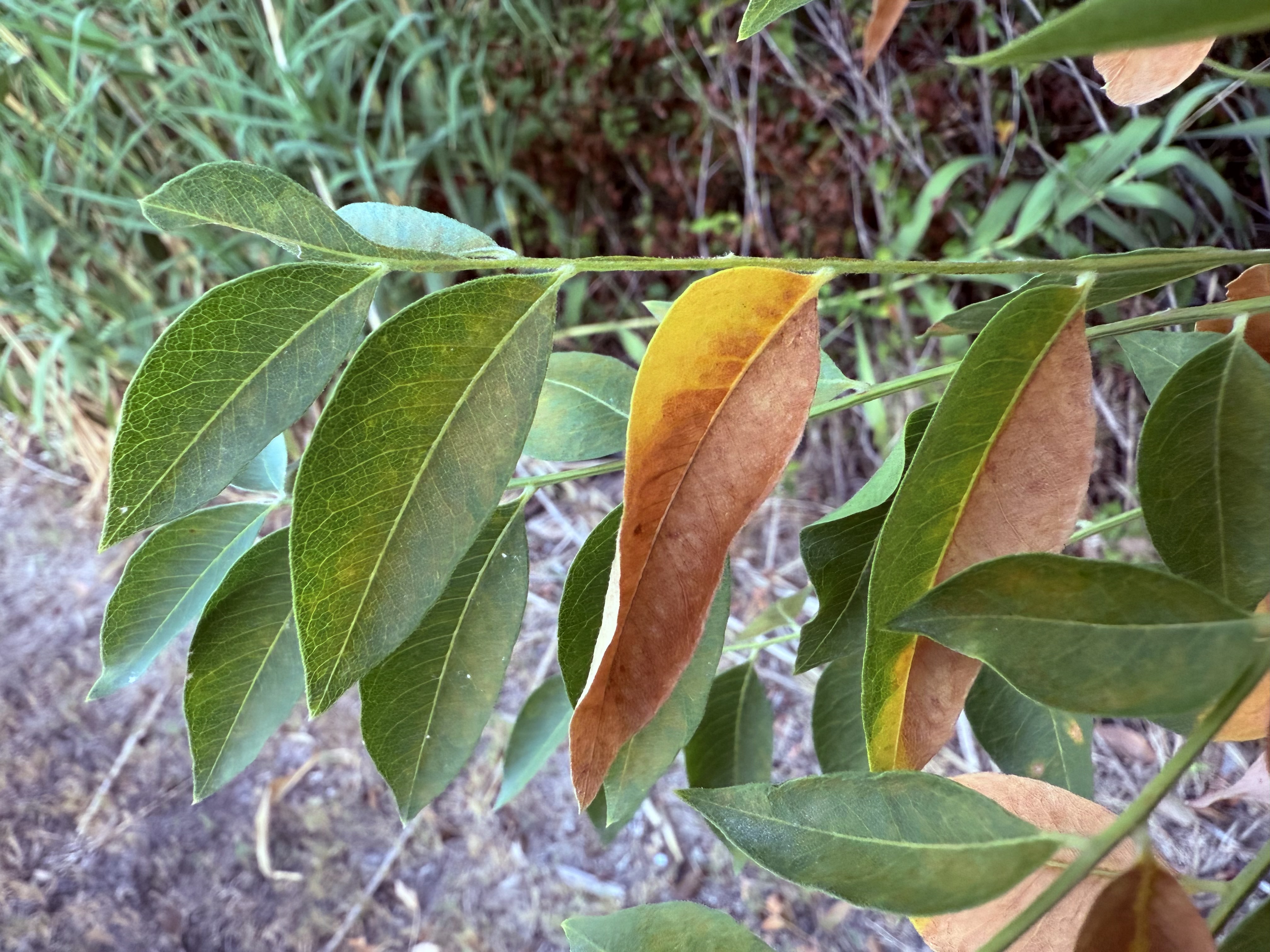 Preview of eafac21e3a91-jpg