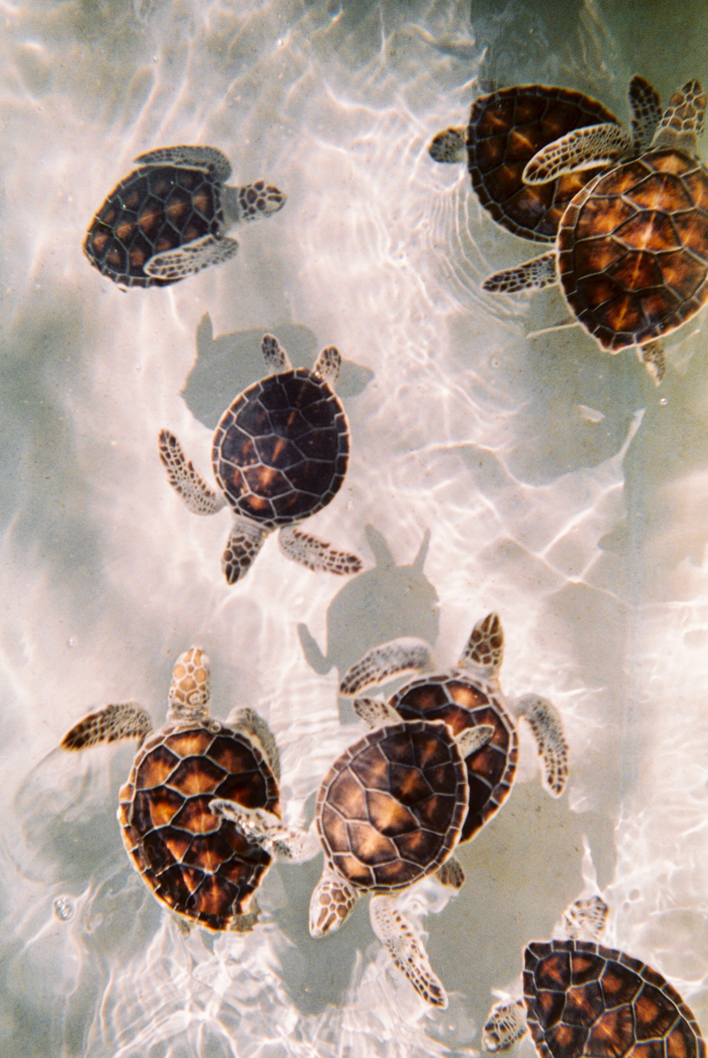Preview of turtels-jpeg