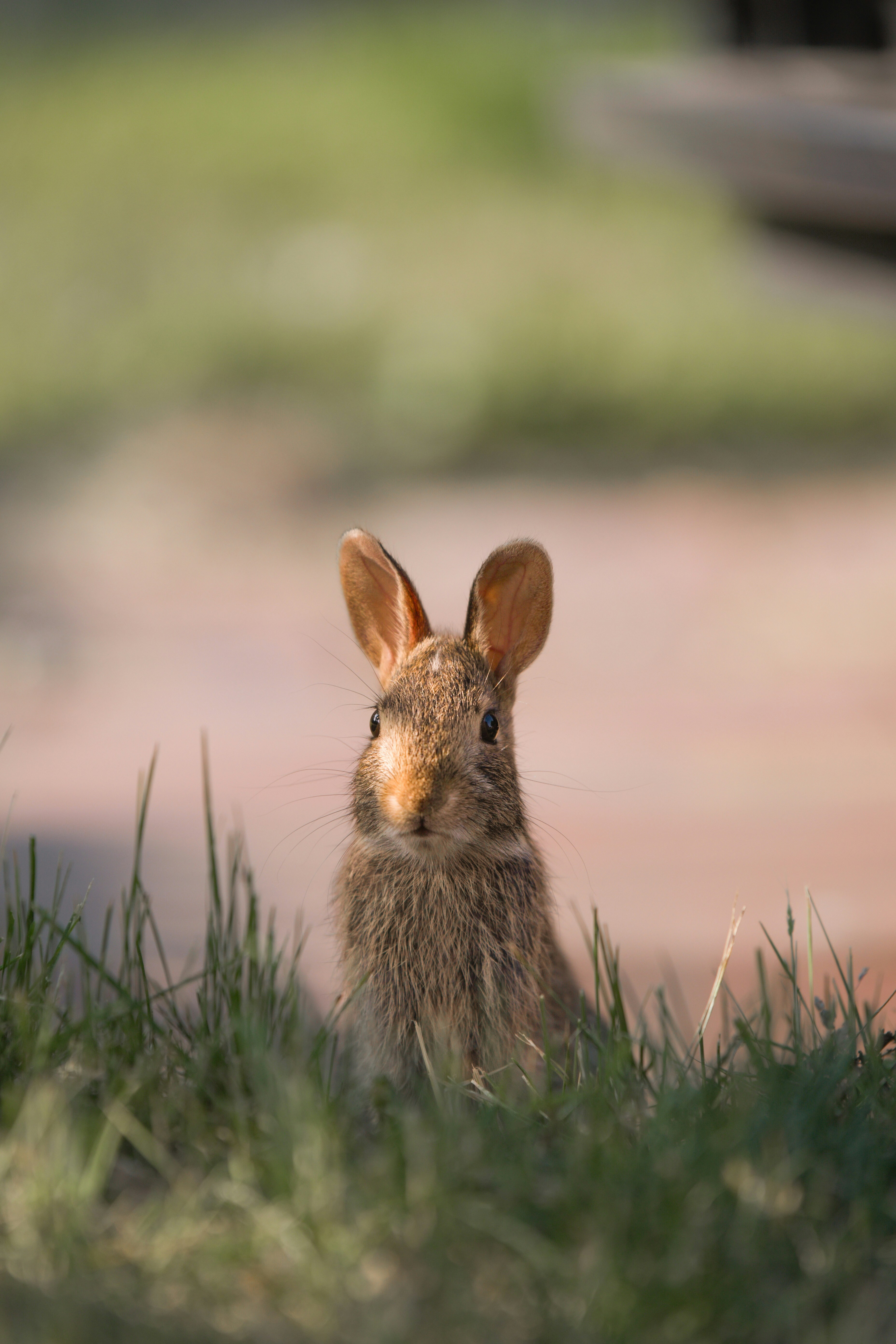 Preview of 23-jpg-d7b3206672ec45b0