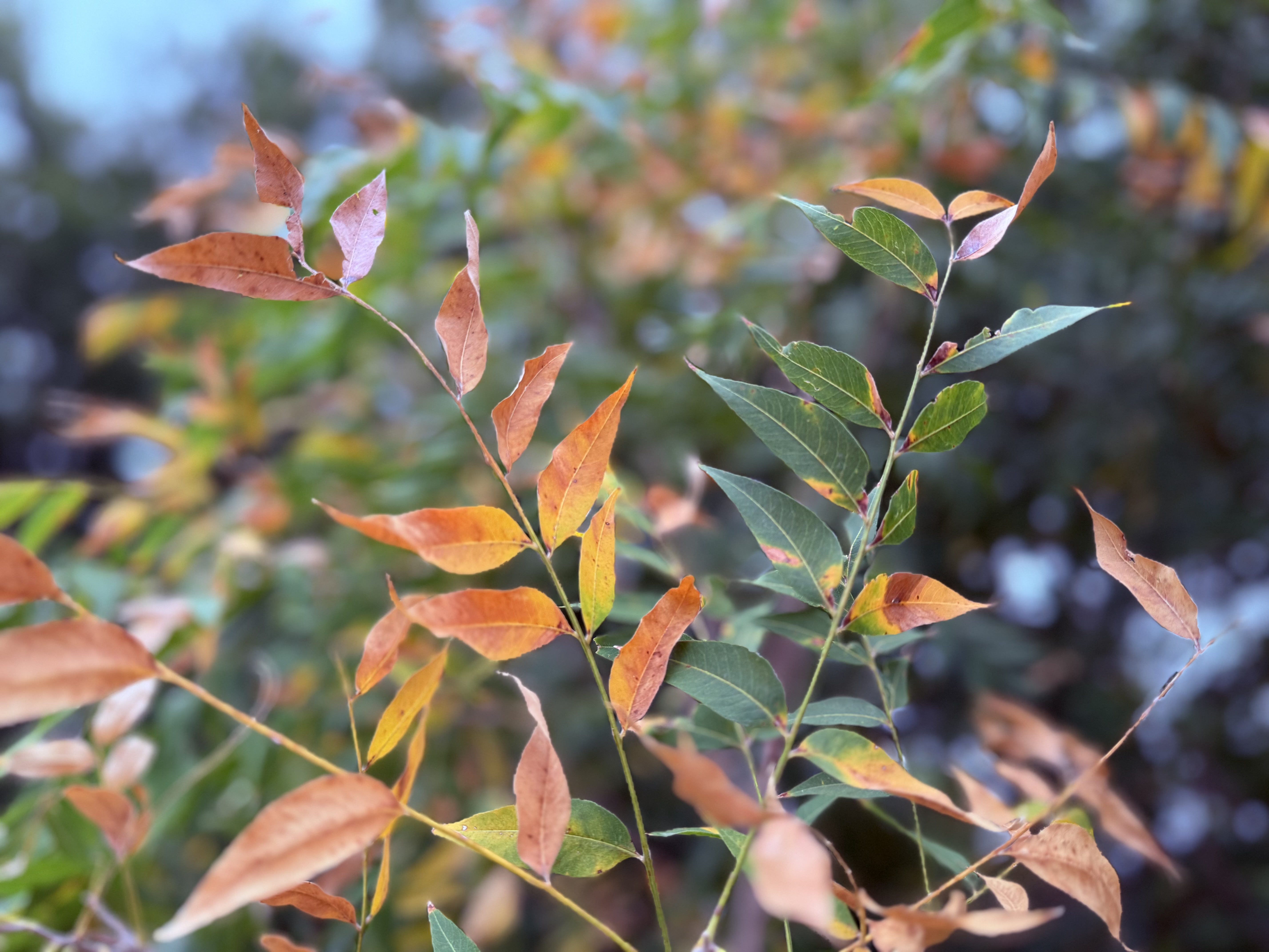 Preview of e4923da2b000-jpg