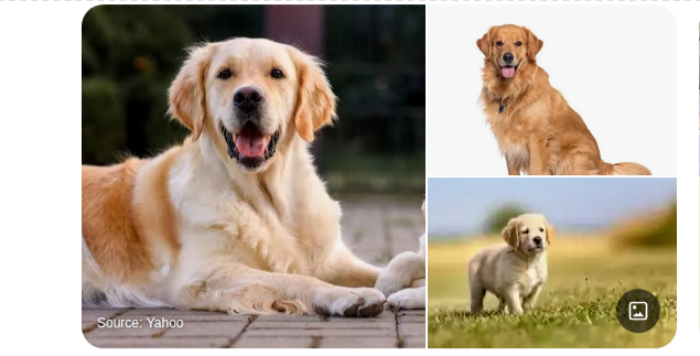 Thumbnail of Google Search