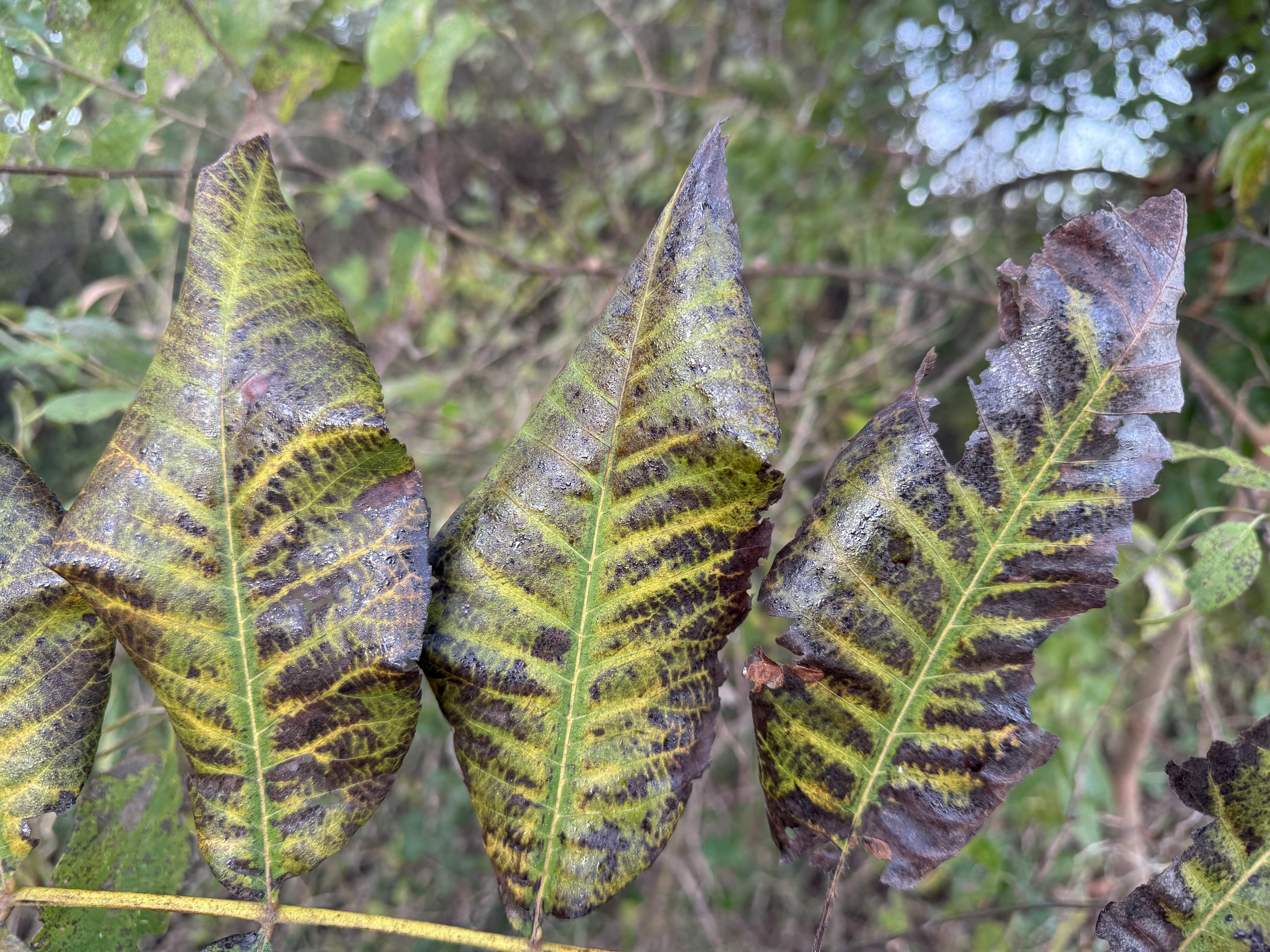 Preview of 8e32ab41db61-jpg