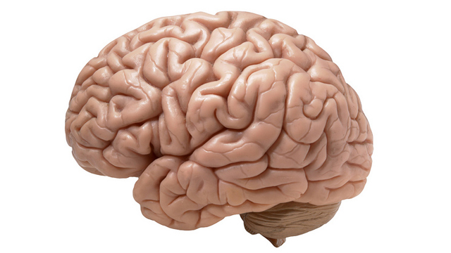 Preview of brain-jpeg-982c4abd8a0f4a35