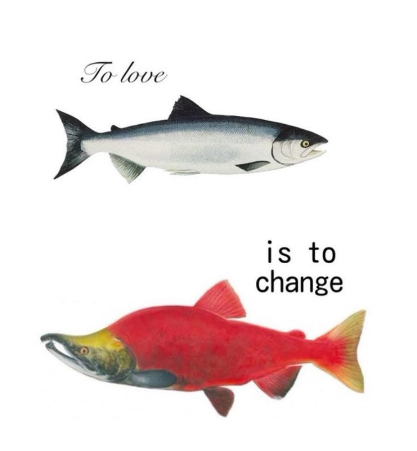 Preview of 44b573127ffe-jpg