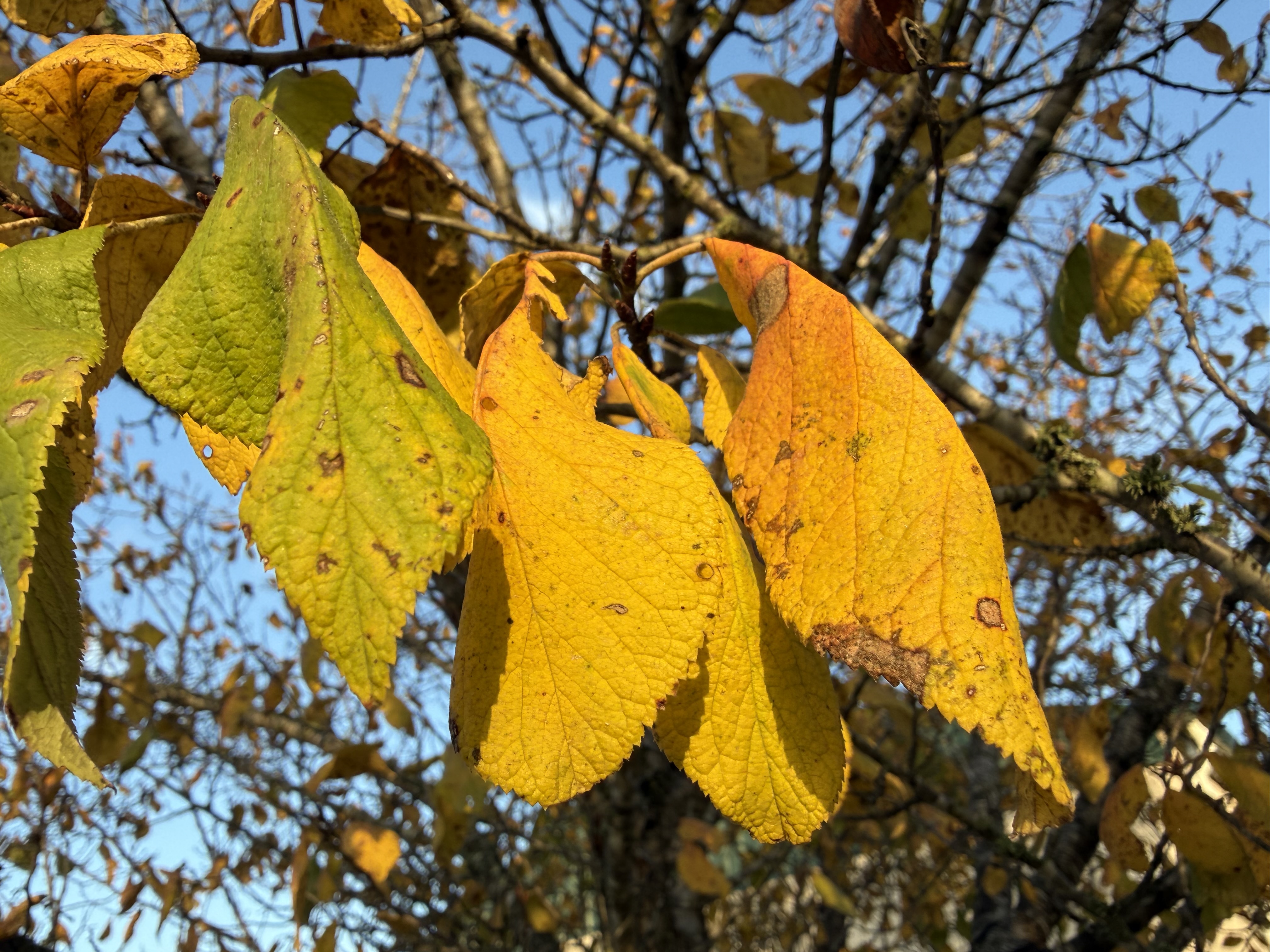 Preview of b1fb156f8704-jpeg