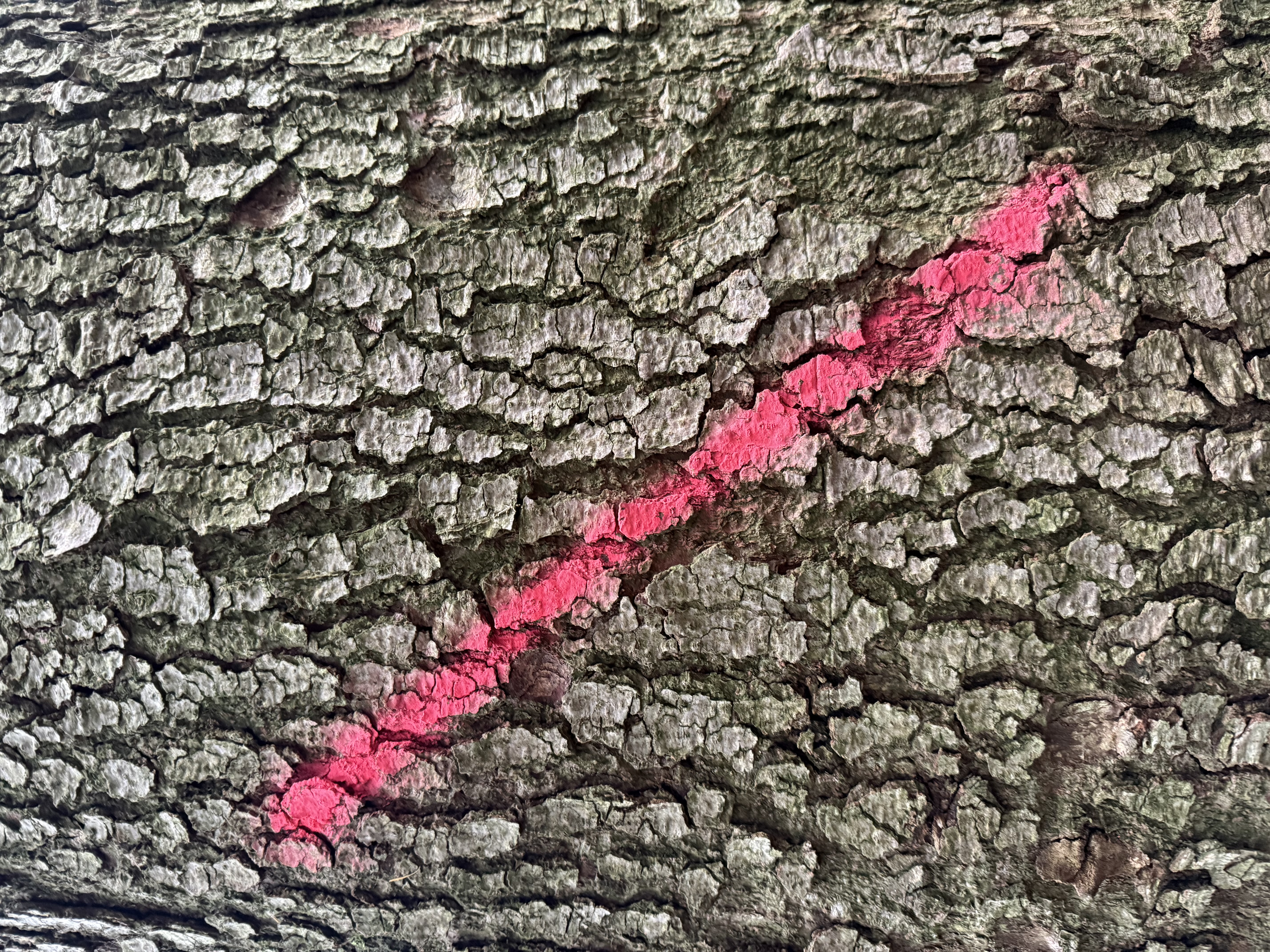 Preview of 0835-jpeg