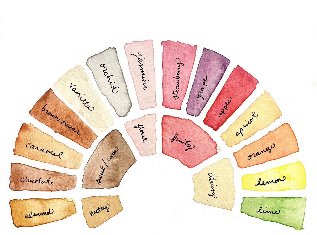 Thumbnail of The Terminology of Coffee Tasting Notes | Peet's Coffee