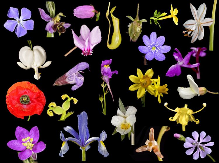 Thumbnail of Morfología Vegetal