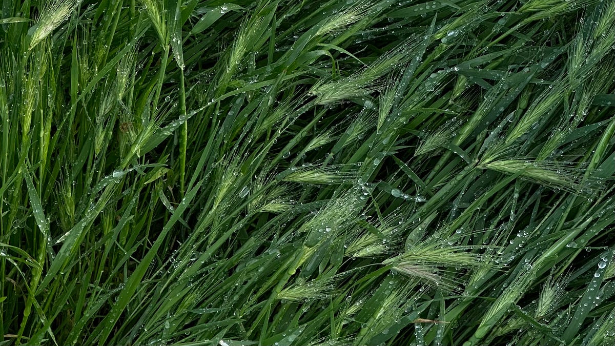 Thumbnail of #188. Lush