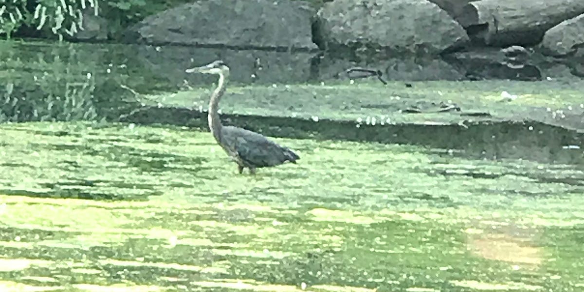 Thumbnail of Gift of Beauty in the Blight