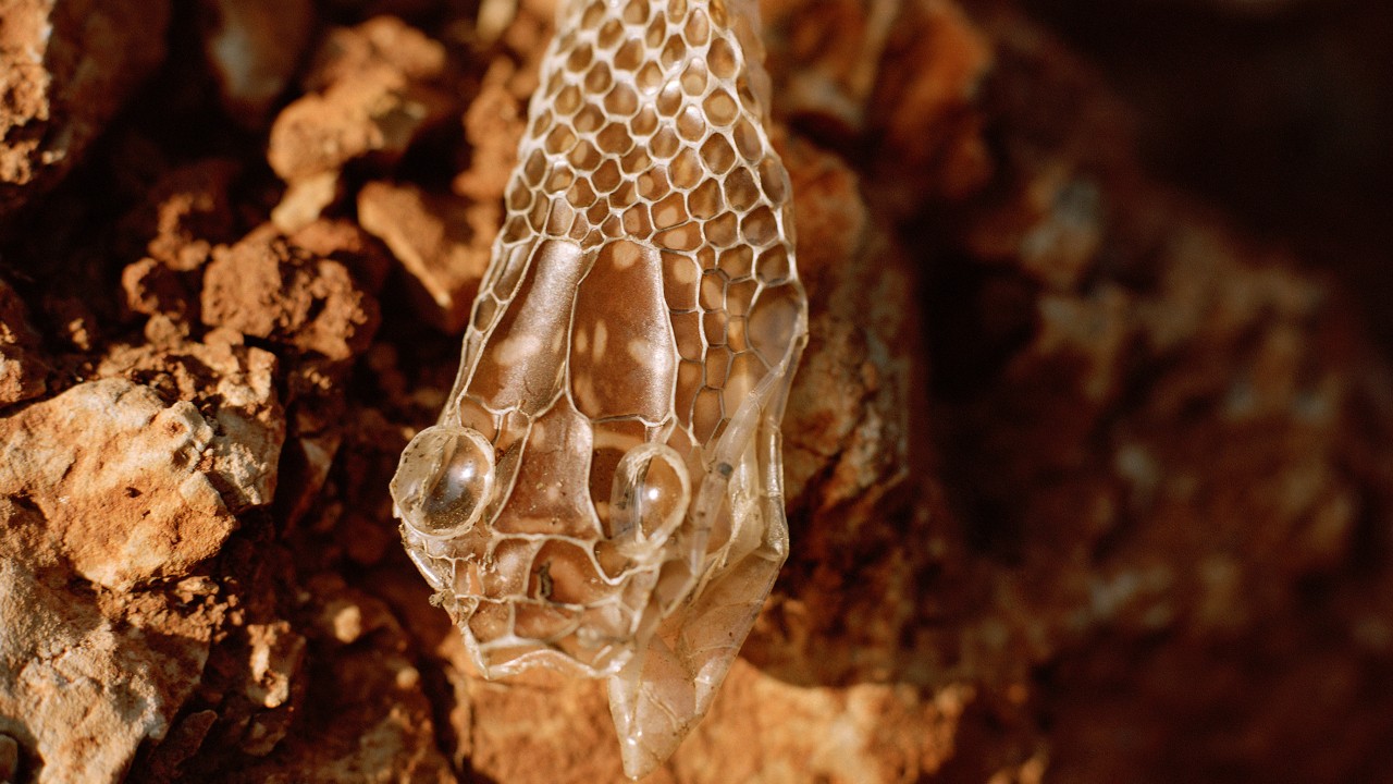 Thumbnail of Shedding Skin: The Year of the Wood Snake | Atmos