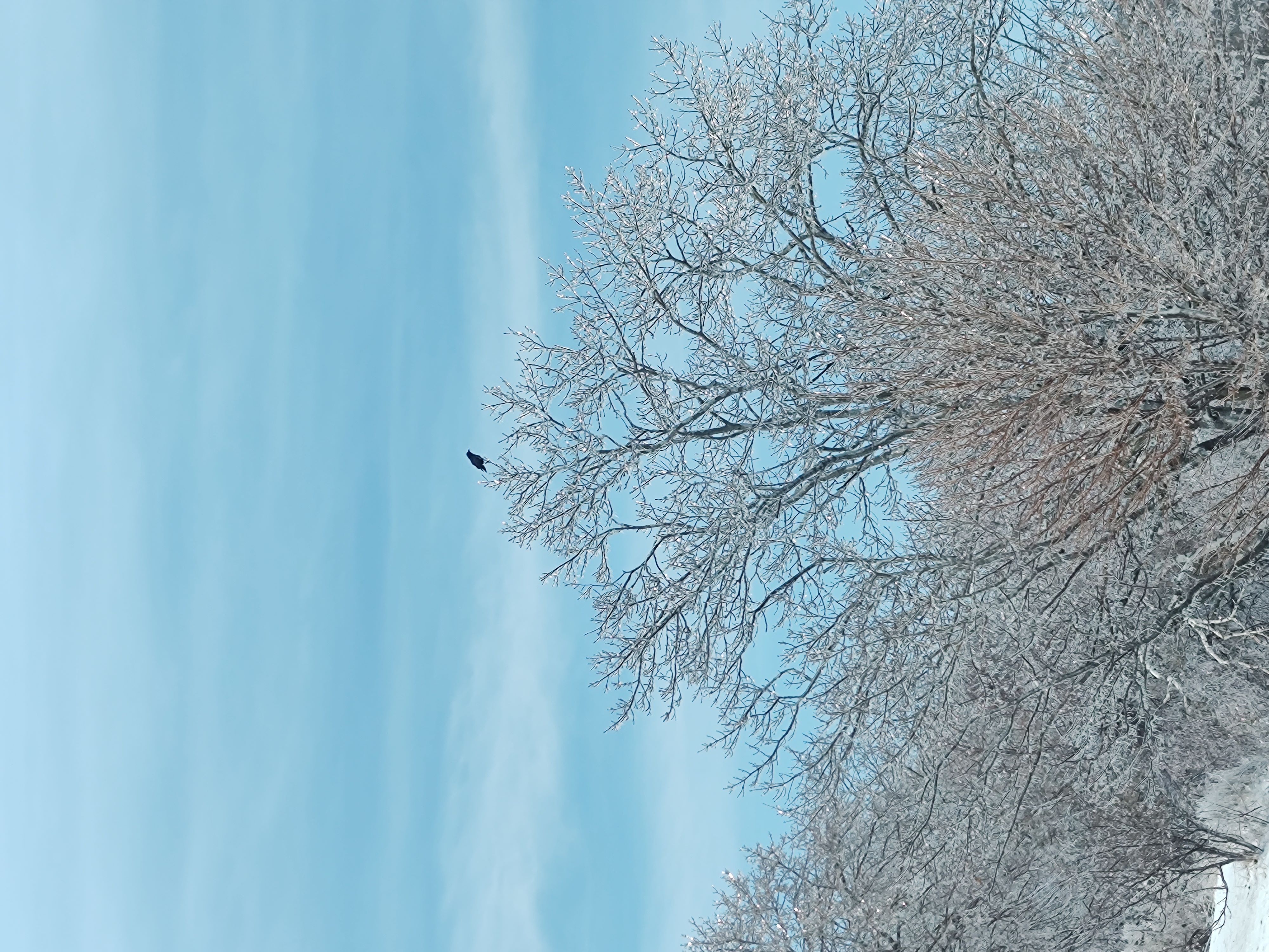 Preview of 115521059-jpg