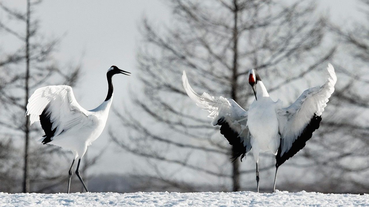 Thumbnail of The Dance of the Divine Crane