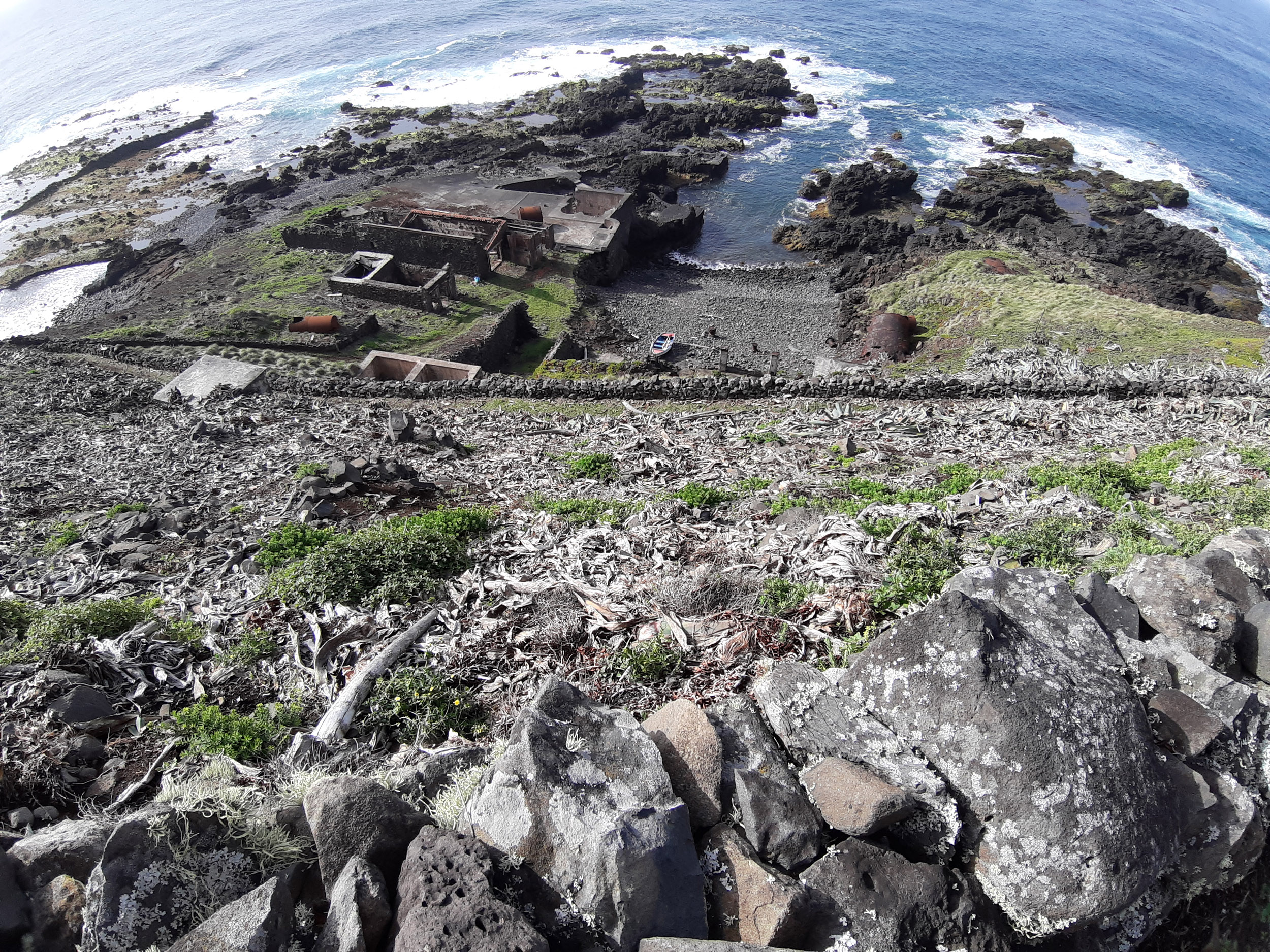 Thumbnail of Invasive plant species control in Ponta do Castelo, Santa Maria