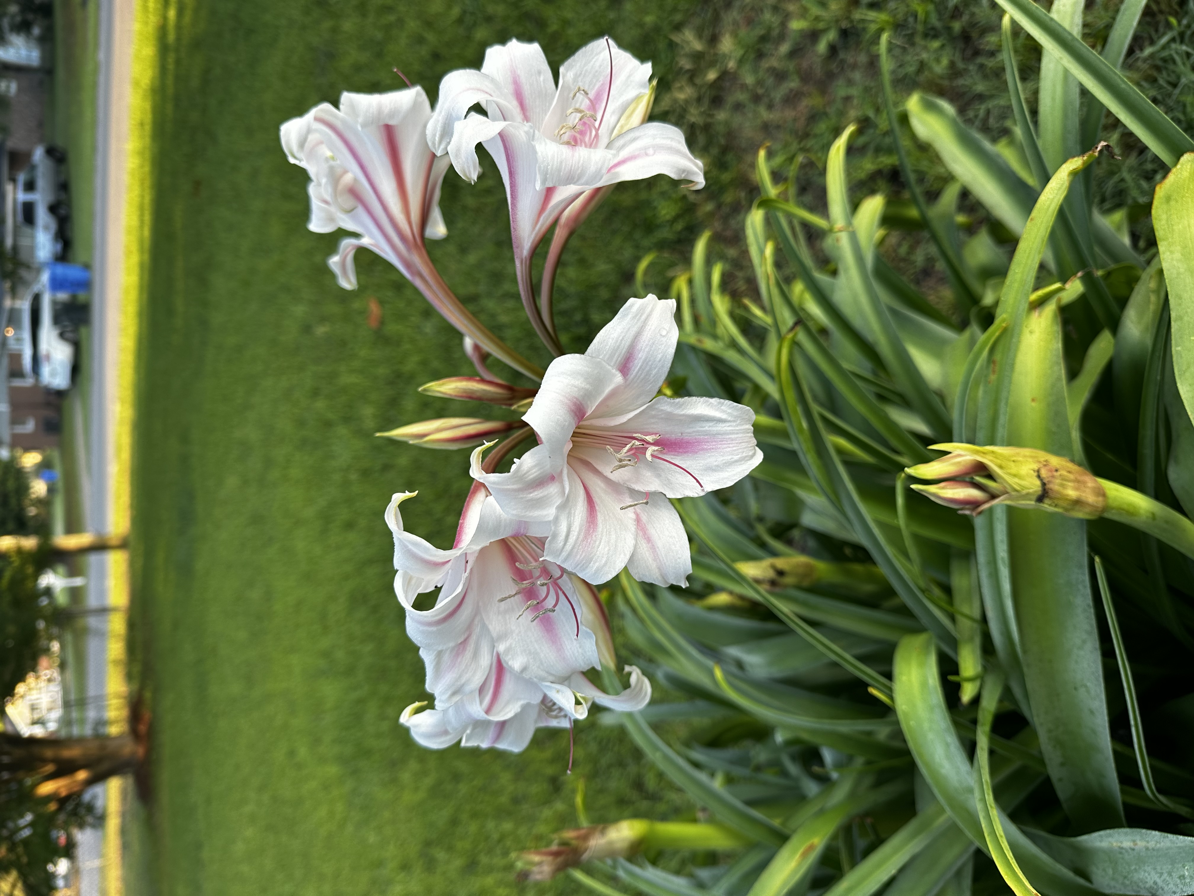 Preview of 6833-jpeg