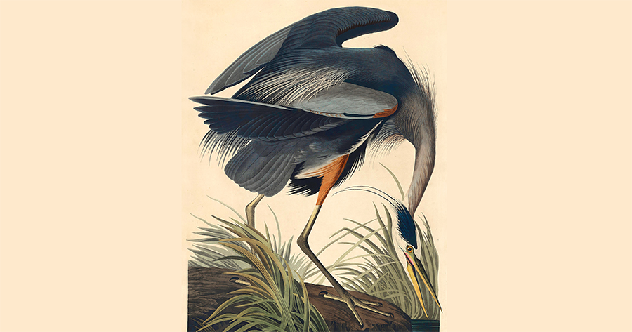 Thumbnail of The Great Blue Heron, Signs vs. Omens, and Our Search for Meaning