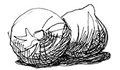 Thumbnail of Funeral Blues, by W.H. Auden