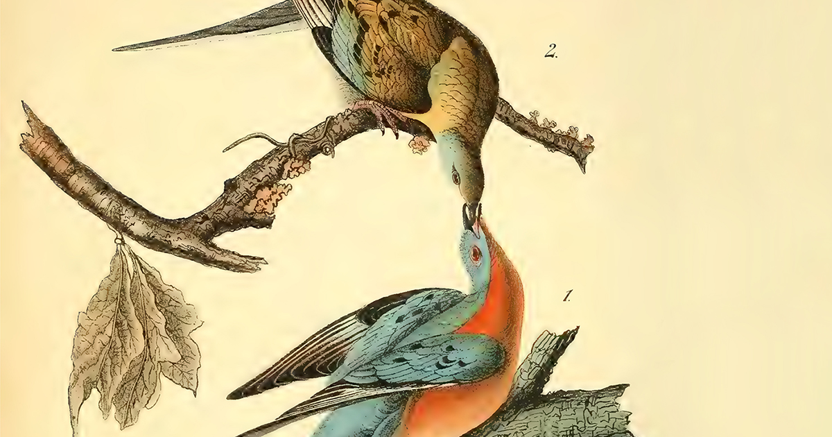 Thumbnail of The Wound Is the Gift: David Whyte on the Relationship Between Anxiety and Intimacy