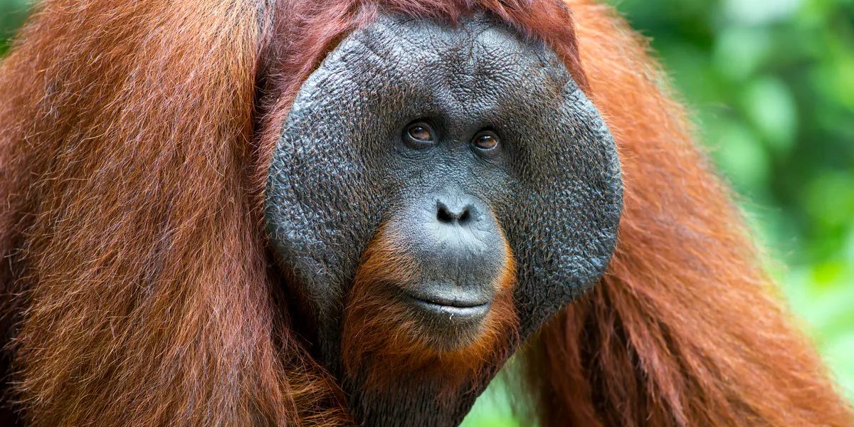 Thumbnail of The Orangutan Theory of Intelligence